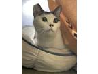 Bella, Domestic Shorthair For Adoption In Fort Wayne, Indiana