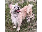 Dolly, Parson Russell Terrier For Adoption In Sanford, North Carolina