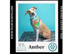 Amber (mom To Amber's Fire Pups) 021024, Labrador Retriever For Adoption In