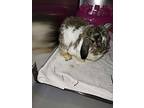 Nibbles, Mini Lop For Adoption In Topeka, Kansas