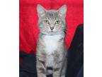 Iris - 39475, Domestic Shorthair For Adoption In Prattville, Alabama