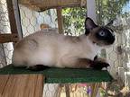 Aisha, Siamese For Adoption In Fullerton, California