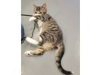 Electric Boogaloo, Domestic Shorthair For Adoption In Neenah, Wisconsin