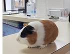 Benny, Guinea Pig For Adoption In Kingston, New York