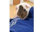 Lenny, Guinea Pig For Adoption In Kingston, New York