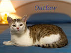 Outlaw, Domestic Shorthair For Adoption In Lebanon, Tennessee