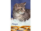 Naga (c24-005), Domestic Shorthair For Adoption In Lebanon, Tennessee