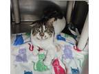 Raider, Domestic Shorthair For Adoption In Columbia City, Indiana