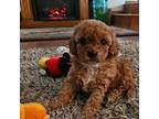 Cavapoo Puppy for sale in Lancaster, MO, USA