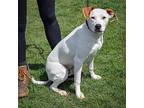 Porky, Labrador Retriever For Adoption In Huntley, Illinois