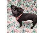 Della, American Pit Bull Terrier For Adoption In Lafayette, Indiana