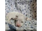 Maltese Puppy for sale in Falcon, MO, USA