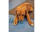 Brindle Tan Male Puppy Logan Wv, Labrador Retriever For Adoption In Irwin