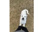 Leaf, Labrador Retriever For Adoption In Spruce Grove, Alberta