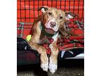 Mickey, American Pit Bull Terrier For Adoption In Warren, Michigan