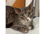 Heidi, Domestic Shorthair For Adoption In Hilliard, Ohio