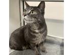 Niagel, Domestic Shorthair For Adoption In Hilliard, Ohio