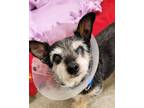 Buddy, Terrier (unknown Type, Small) For Adoption In Woodinville, Washington