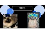 Piper (working Whiskers), Ragdoll For Adoption In Martinez,