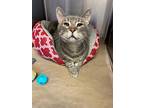 Wafer, Domestic Shorthair For Adoption In Barron, Wisconsin