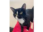 Fornax, Domestic Shorthair For Adoption In Barron, Wisconsin