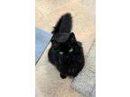 Leia, Domestic Longhair For Adoption In Albion, New York