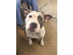 Jupiter Vii 111, American Pit Bull Terrier For Adoption In Cleveland, Ohio