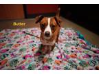 Butters, Terrier (unknown Type, Small) For Adoption In Rochester, Minnesota