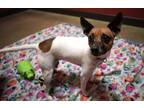 Millie, Terrier (unknown Type, Small) For Adoption In Rochester, Minnesota