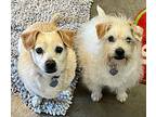 Rockette, Jack Russell Terrier For Adoption In Scottsdale, Arizona
