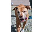 Chelsea, American Pit Bull Terrier For Adoption In Buena Vista, Colorado