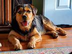 Hugo, Airedale Terrier For Adoption In Navarre, Florida