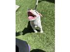 Zion, American Pit Bull Terrier For Adoption In Buena Vista, Colorado