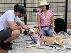 Carly, Bull Terrier For Adoption In Philadelphia, Pennsylvania