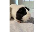 Daisy~23/24-0291c, Guinea Pig For Adoption In Bangor, Maine