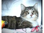 Gaston, Domestic Mediumhair For Adoption In Johnstown, Pennsylvania