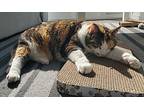 Donalda, Domestic Shorthair For Adoption In Toronto, Ontario