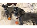 Mojo & Shadow, Schnauzer (miniature) For Adoption In Tempe, Arizona