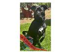 Coh Tonka, Terrier (unknown Type, Medium) For Adoption In Inglewood, California