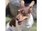Oscar, Rat Terrier For Adoption In Hondo, Texas