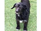 Bissell, Cairn Terrier For Adoption In Hondo, Texas