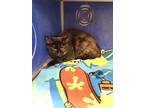 Charlotte, Domestic Shorthair For Adoption In Eau Claire, Wisconsin