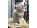 Striker, Domestic Shorthair For Adoption In Eau Claire, Wisconsin