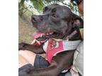 Layla, American Pit Bull Terrier For Adoption In Justin, Texas