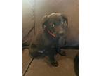 Kimball, Labrador Retriever For Adoption In Evergreen, Colorado