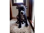 Derpy, American Staffordshire Terrier For Adoption In Columbia, South Carolina