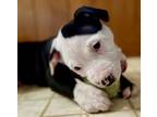 Snowbaby, American Staffordshire Terrier For Adoption In Columbia