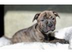 Bindi, American Staffordshire Terrier For Adoption In Columbia, South Carolina
