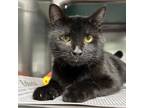 Phineas, Domestic Shorthair For Adoption In North Myrtle Beach, South Carolina