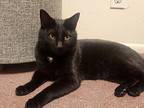 Velcro, Domestic Shorthair For Adoption In Fort Collins, Colorado